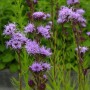 Rohrblütige Prachtscharte - Liatris aspera