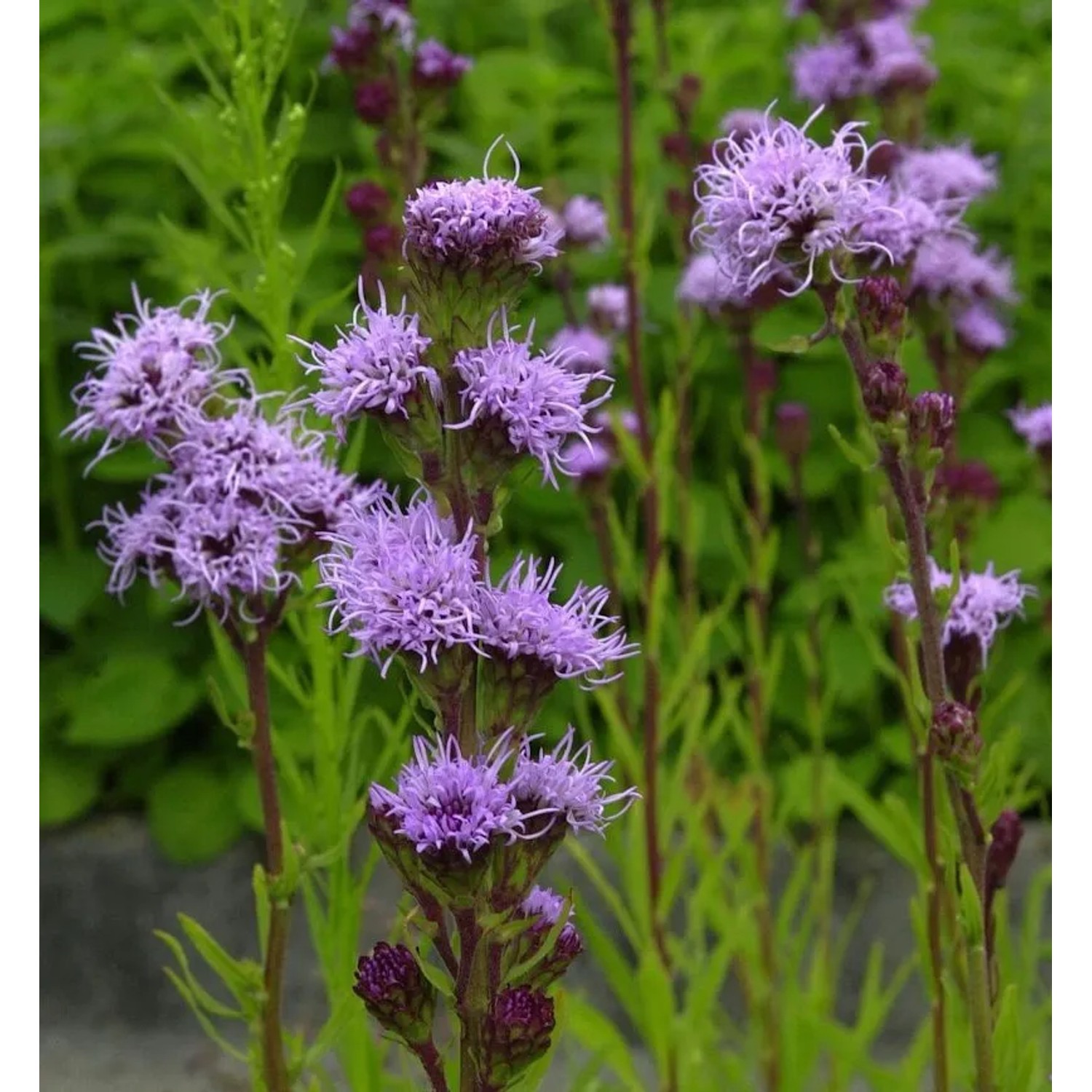 Rohrblütige Prachtscharte - Liatris aspera