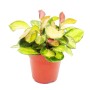 Buntblättrige Hoya Carnosa 'Lisa' im 12cm Topf, eine exotische Zimmerpflanze mit hängenden Trieben.