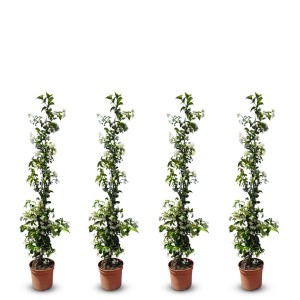 4 Toskanischer Jasmin Pflanzen im Topf, ca. 120cm hoch, mit weißen Blüten. Kletterpflanze für den Garten.