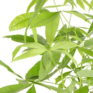 Detailaufnahme Rasierpinselbaum (Pachira) mit geflochtenem Stamm und grünen Blättern.