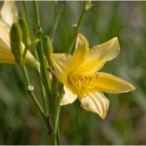 Gelbe Hohe Taglilie (Hemerocallis altissima), eine Gartenstaude.