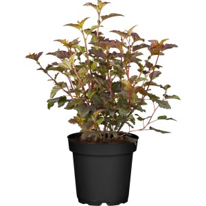 Blasenspiere Diable d Or im Topf, ca. 40-50 cm hoch, mit rot-grünem Laub.