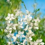 Gaura Lindheimerii Prachtkerze mit weißen Blüten im Topf, Detailaufnahme.
