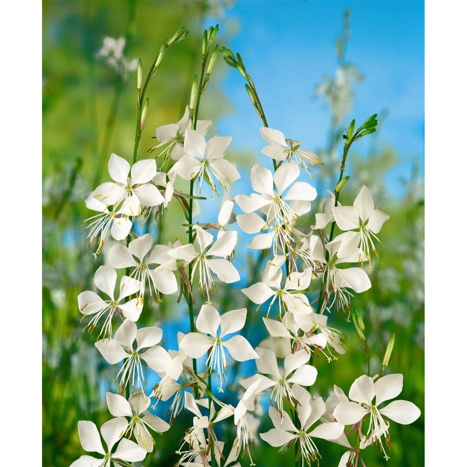 Gaura Lindheimerii Prachtkerze Weiß Ca 11x11 cm Topf günstig online kaufen