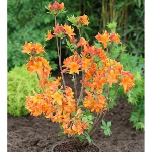 Azalee Goldflamme 40-50cm - Rhododendron luteum - Alpenrose
