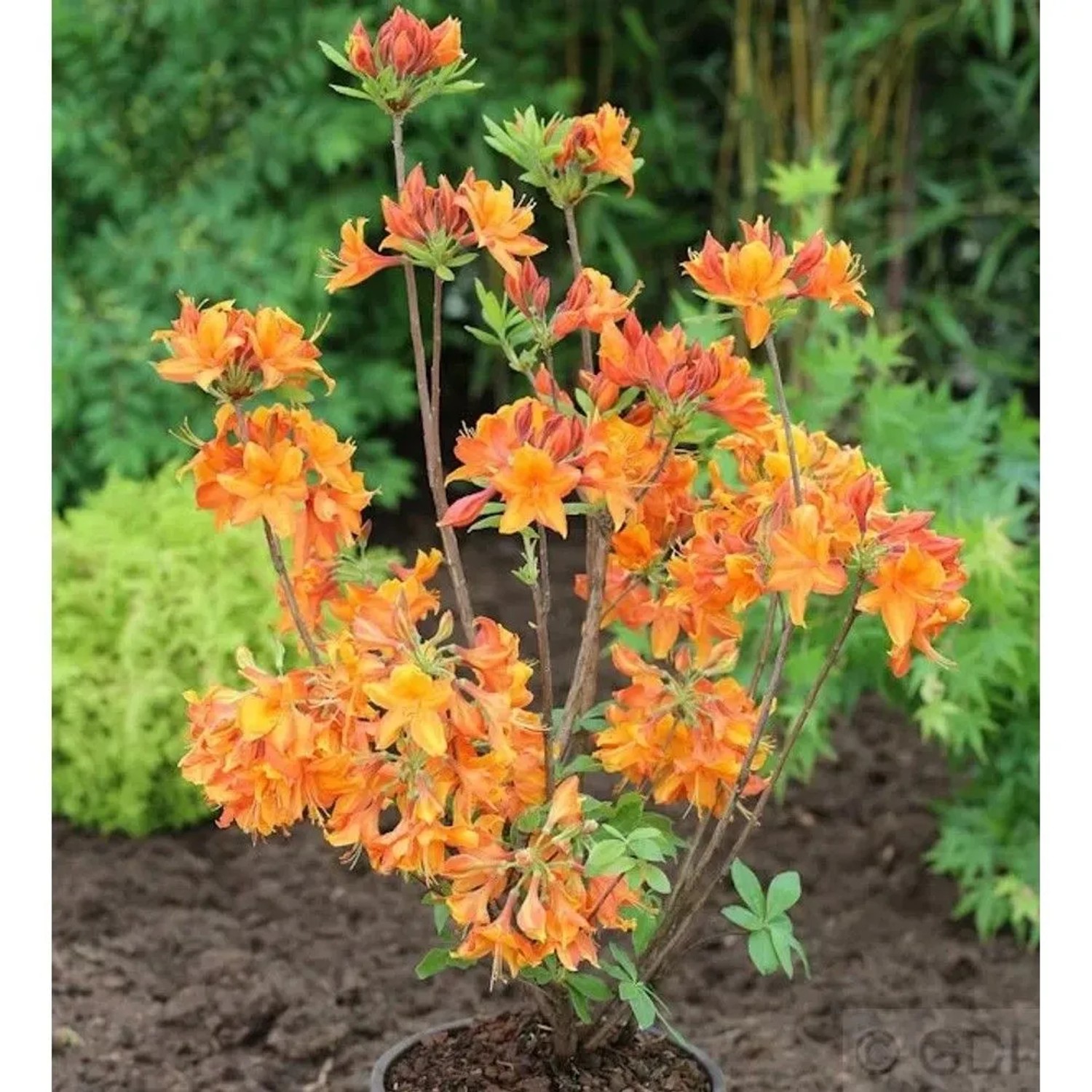 Azalee Goldflamme 40-50cm - Rhododendron,uteum - Alpenrose
