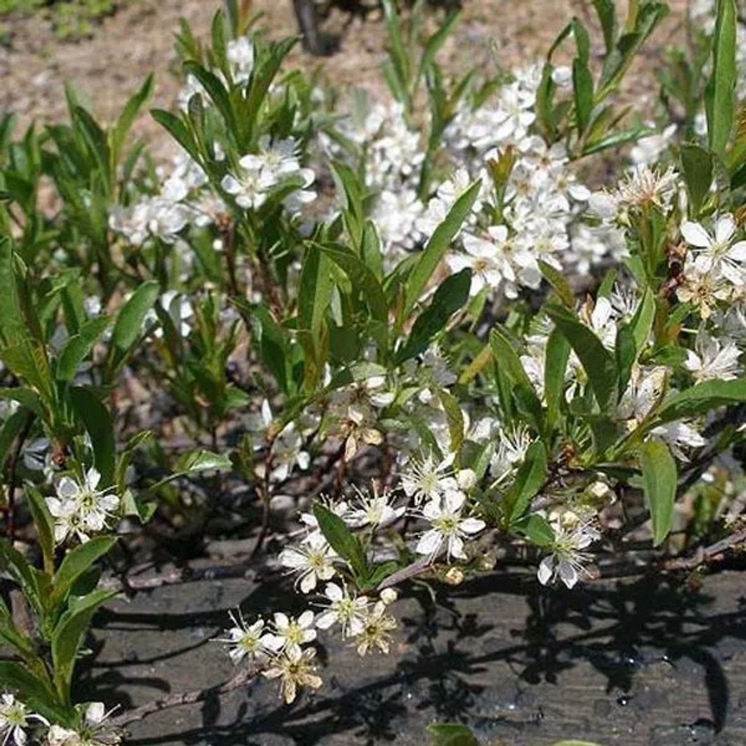 Sandkirsche 'Depressa' Prunus pumila 25 bis 30 cm im Container Robust