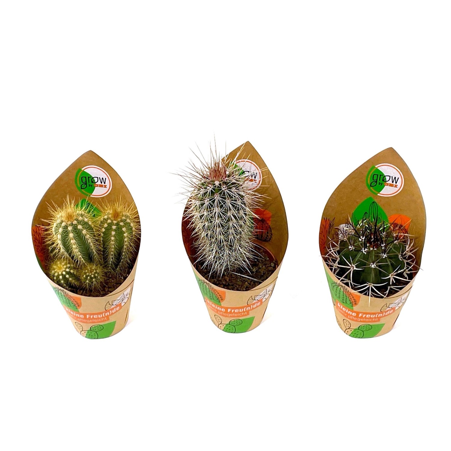 GROW by OBI Kaktus 3-fach sortiert Topf-Ø ca. 8,5 cm günstig online kaufen