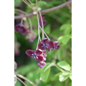 Nahaufnahme der duftenden, purpurroten Blüten der Akebia Quinata Kletterpflanze.