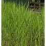 Schilfrohr - Phragmites australis_2