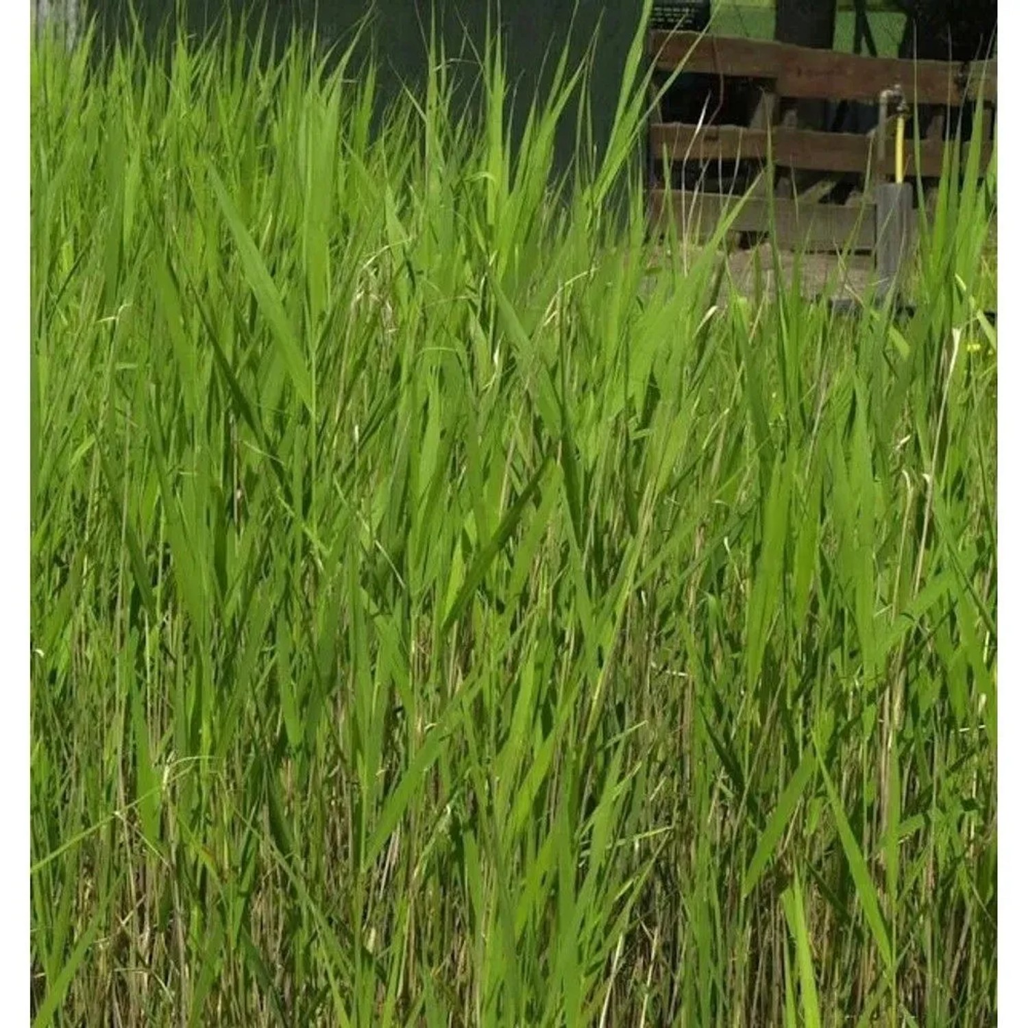 Schilfrohr - Phragmites australis_2