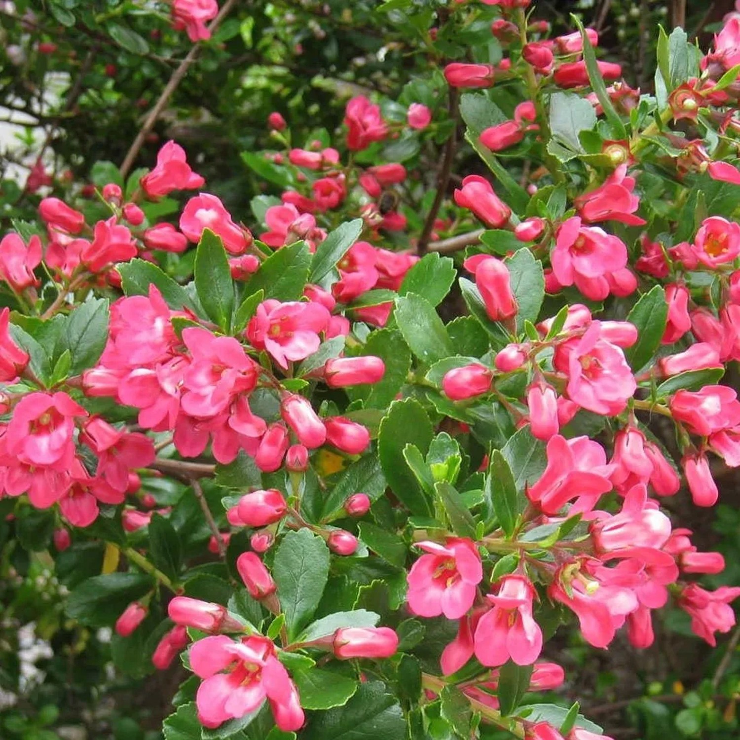 arborix Andenstrauch 'Donard Seedling' Escallonia 40 Bis 50 Cm Im Container Immergrün
