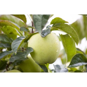 Nahaufnahme eines reifen, hellgrünen Klarapfels am Apfelbaum mit grünen Blättern.