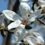 Nahaufnahme einer blühenden Kobushi Magnolie mit weißen Blütenblättern.
