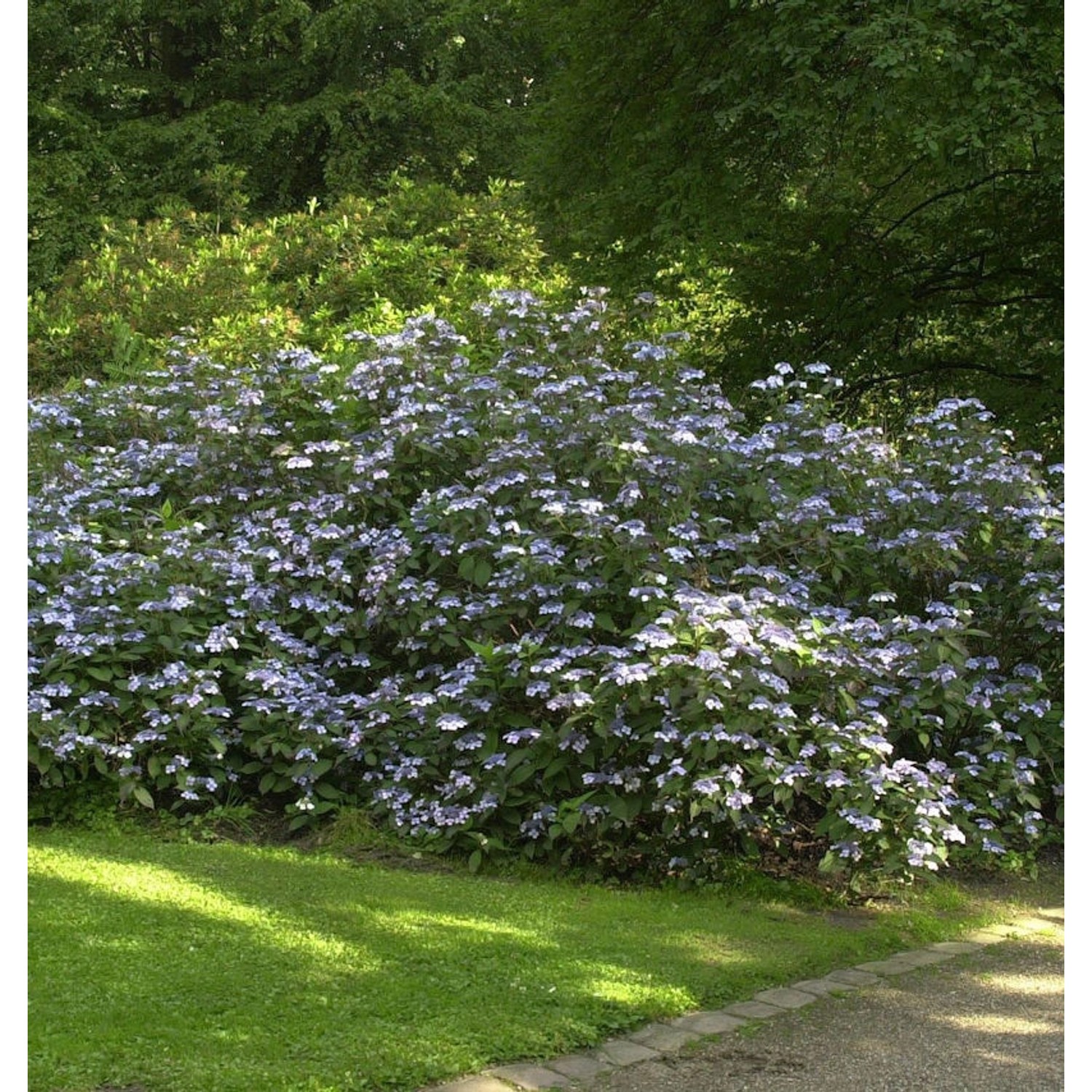 Teller Hortensie Summer Glow 30-40cm - Hydrangea serrata günstig online kaufen