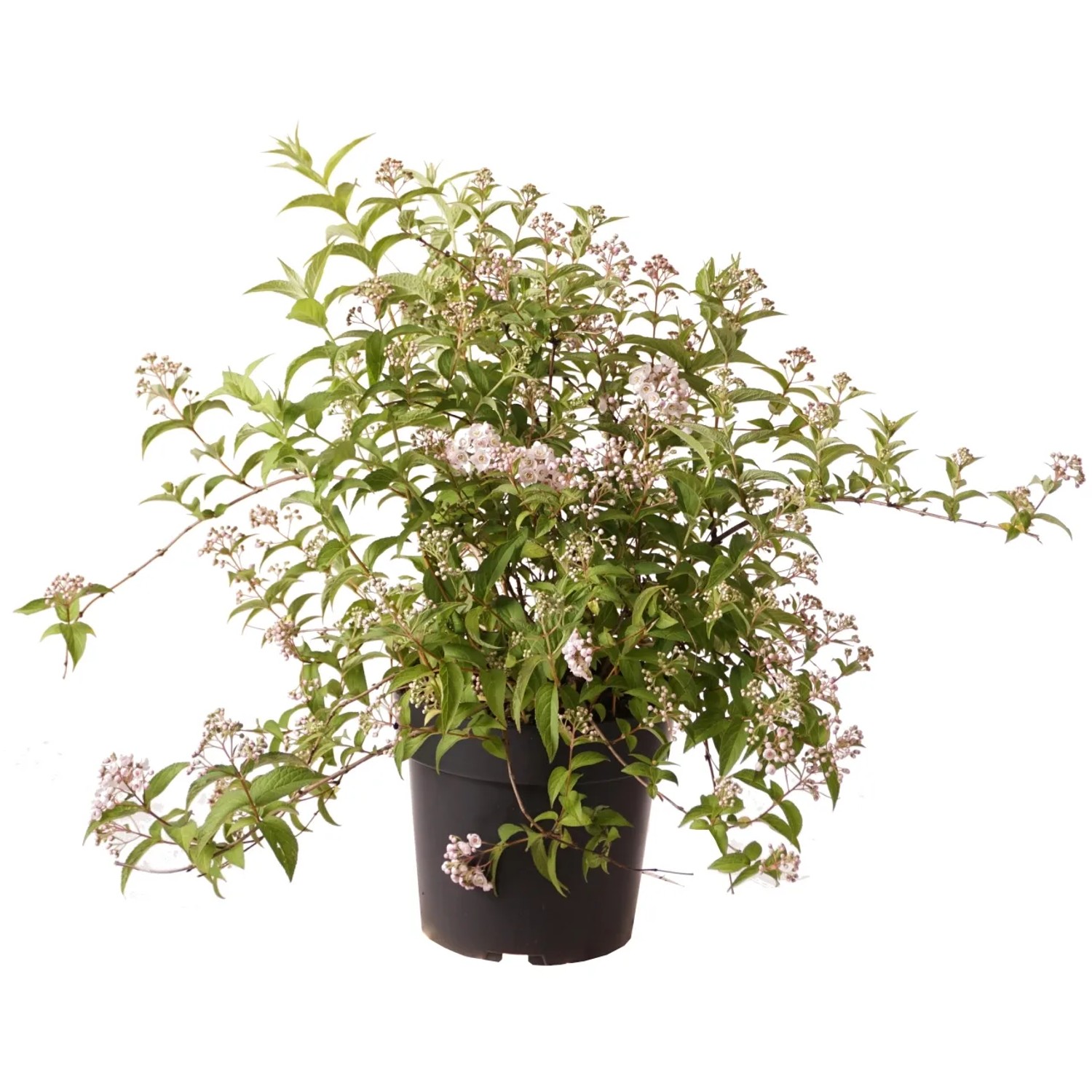 Deutzie "Lavender Time" Höhe ca. 30 cm Topf ca. 4,5 l Deutzia compacta