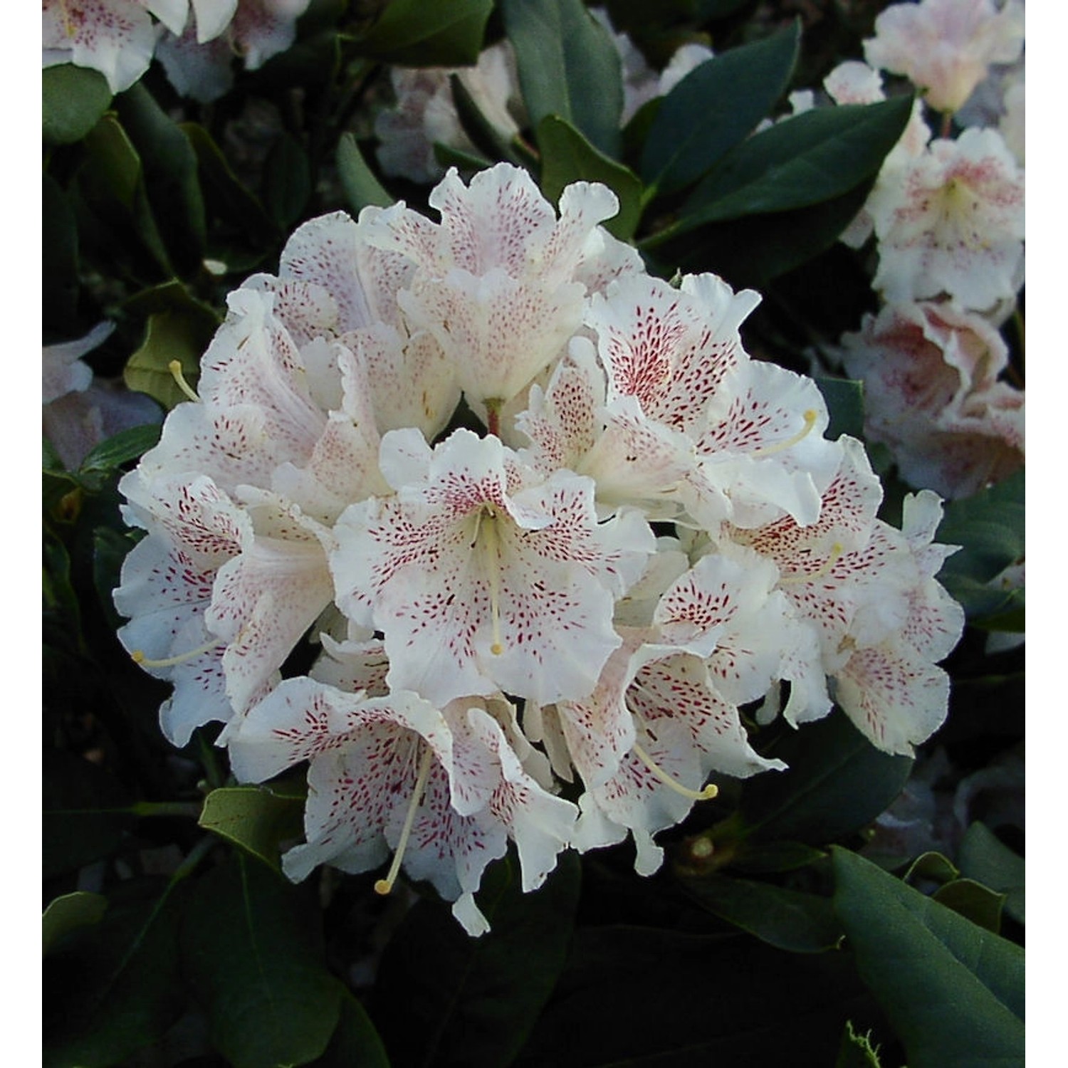 Großblumige Rhododendron Double Dots 50-60cm - Alpenrose günstig online kaufen