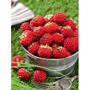 Frische, rote Mieze Schindler Erdbeeren im Zinkeimer, ideal für den Naschgarten.