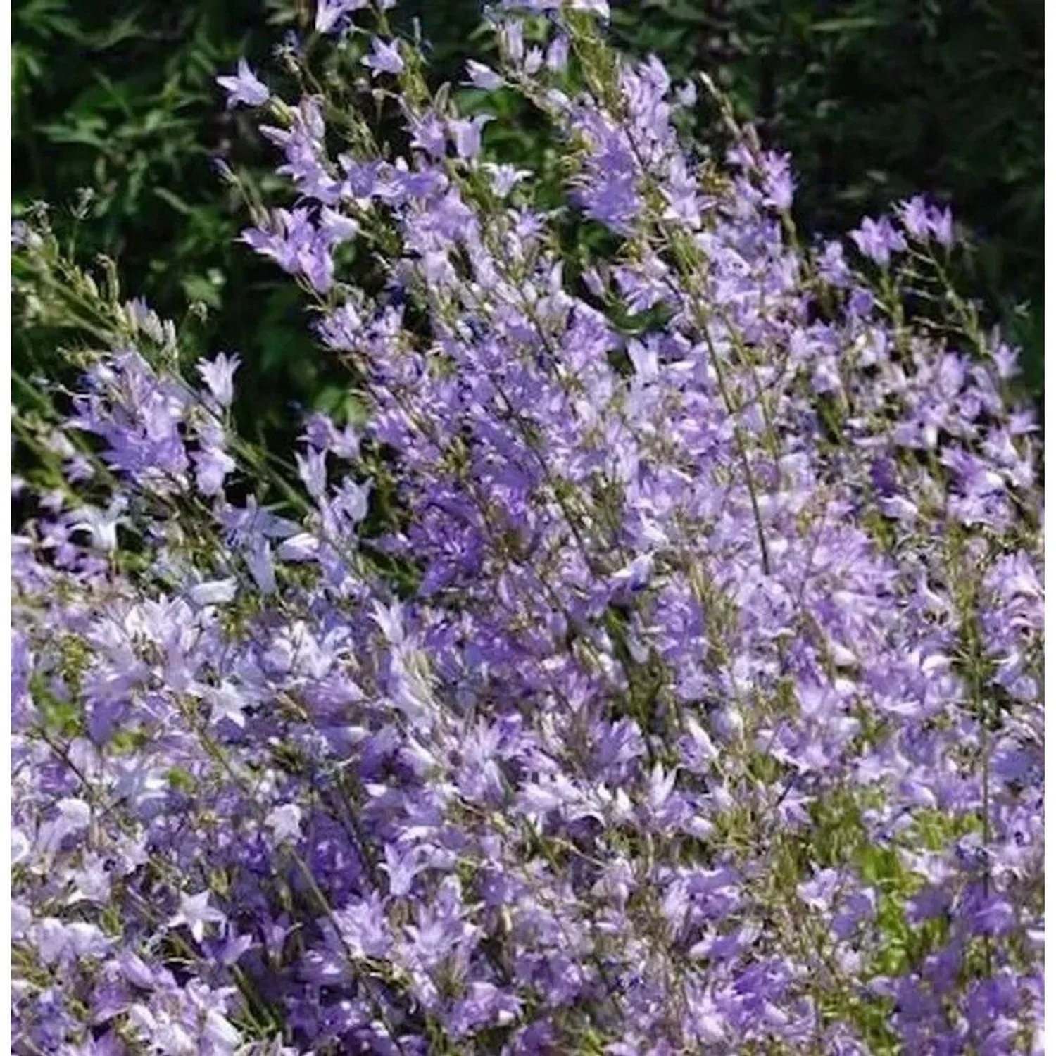 Rapunzel Glockenblume - Campanula rapunculus