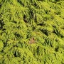 Detailaufnahme des Lebensbaum King of Brabant (Thuja occidentalis), 80-100cm, goldgelbes Nadelkleid.