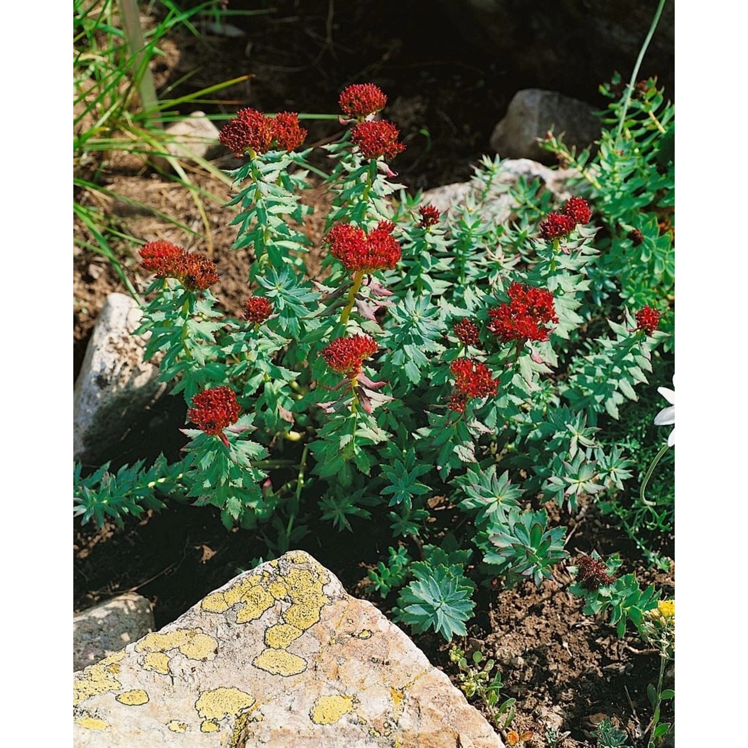 Rhodiola Rosea Rosenwurz Ca. 9x9 cm Topf günstig online kaufen