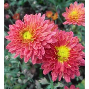 Winteraster Oury - Chrysanthemum hortorum