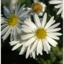 Nahaufnahme der Wild-Aster (Aster ageratoides) mit weißen Blütenblättern und gelber Mitte.