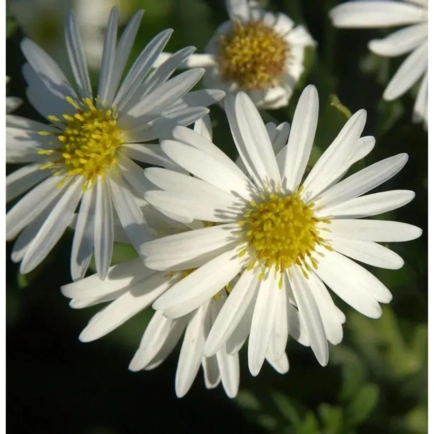 Nahaufnahme der Wild-Aster (Aster ageratoides) mit weißen Blütenblättern und gelber Mitte.