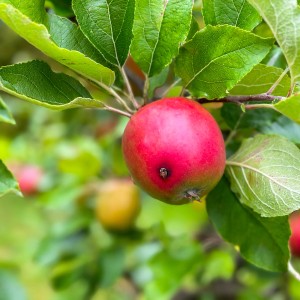 Roter Apfel am Baum, anfällig für Obstmaden. Bekämpfung mit e-nema Nematoden.