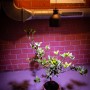 Parus LED-Pflanzenlampe Winter 18W E27 beleuchtet Zitruspflanze im Topf vor Backsteinwand.
