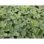 Set aus 12 weißbunten Exotenherz Bodendeckern (Pachysandra terminalis 'Variegata') im 9cm Topf.