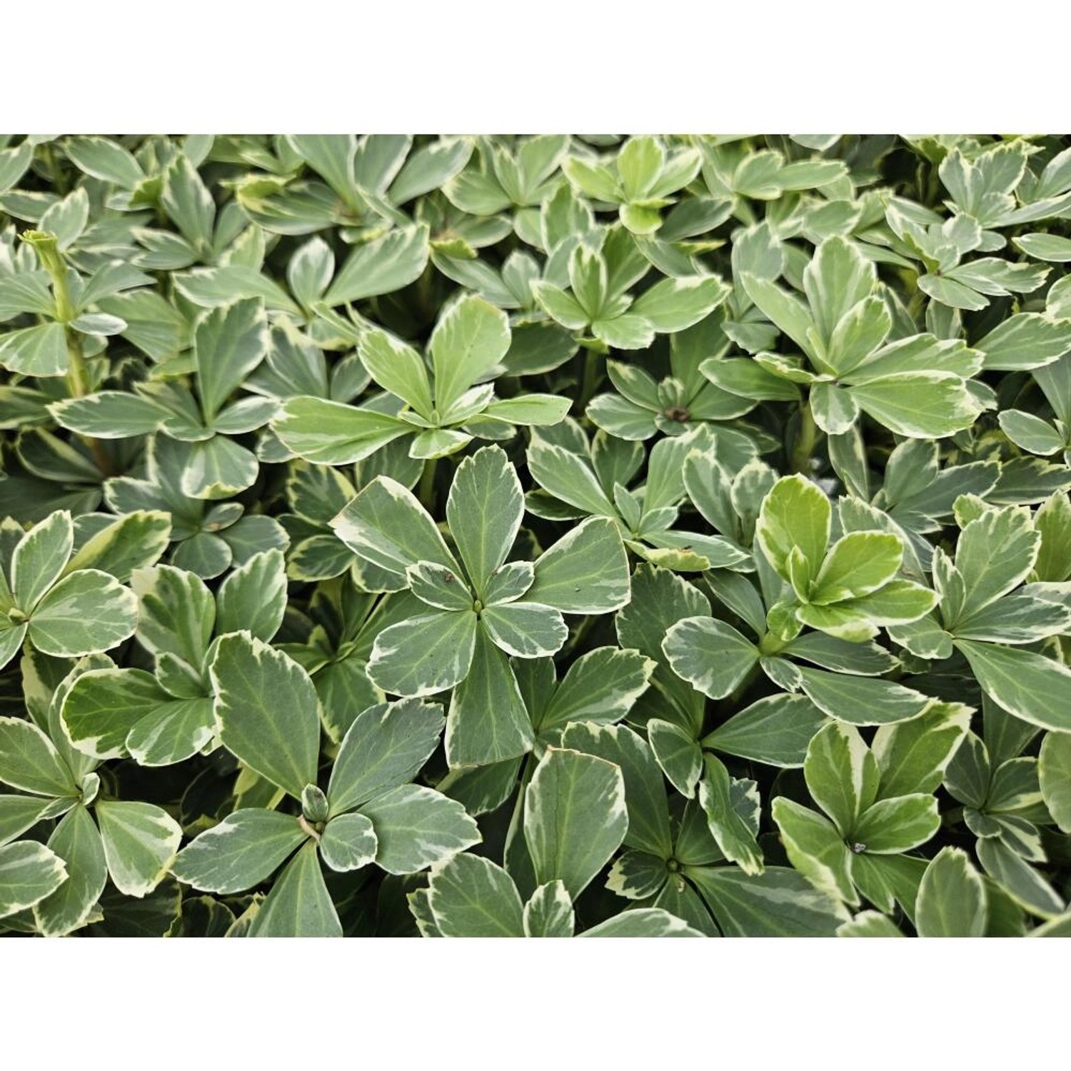 Set aus 12 weißbunten Exotenherz Bodendeckern (Pachysandra terminalis 'Variegata') im 9cm Topf.