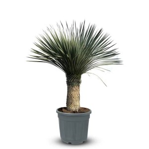 Sunny-Tree Mediterrane Yucca Rostrata Palmlilie mit Stammhöhe 60/70 cm Winterharte Pflanze bis -20°C