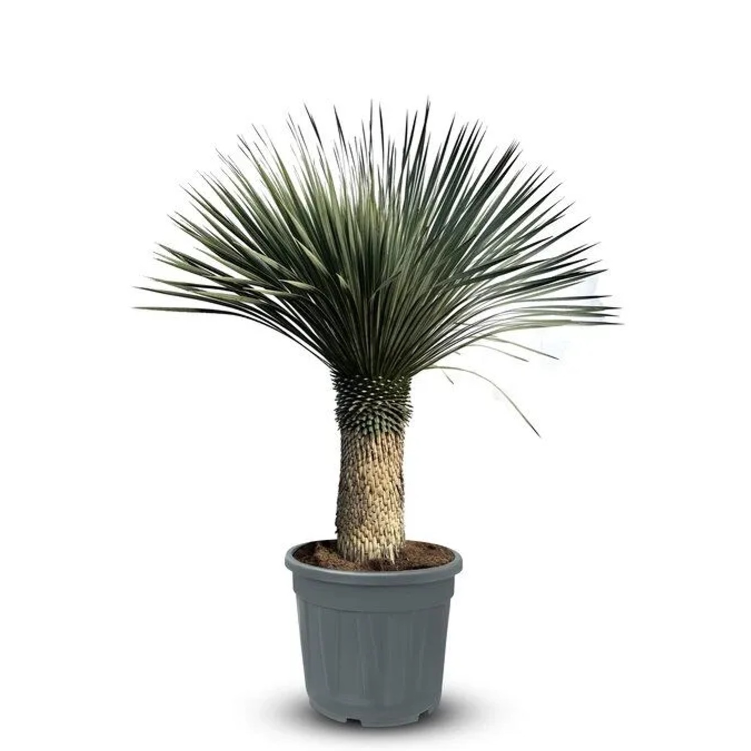 Sunny-Tree Mediterrane Yucca Rostrata Palmlilie mit Stammhöhe 60/70 cm Wint günstig online kaufen