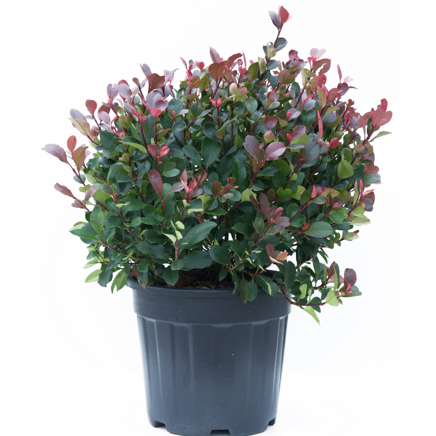 GROW by OBI Rote Glanzmispel Little Red Robin 25-30 cm 10 l kaufen bei OBI