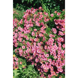 Raublattaster 'Rudelsburg' im Topf, lila blühende Staude für Beet und Garten.