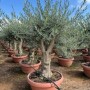 Sunny-Tree Olea Europea Winterharte Verzweigter Olivenbaum 180 cm im Decotopf 45 Jahre alt_3