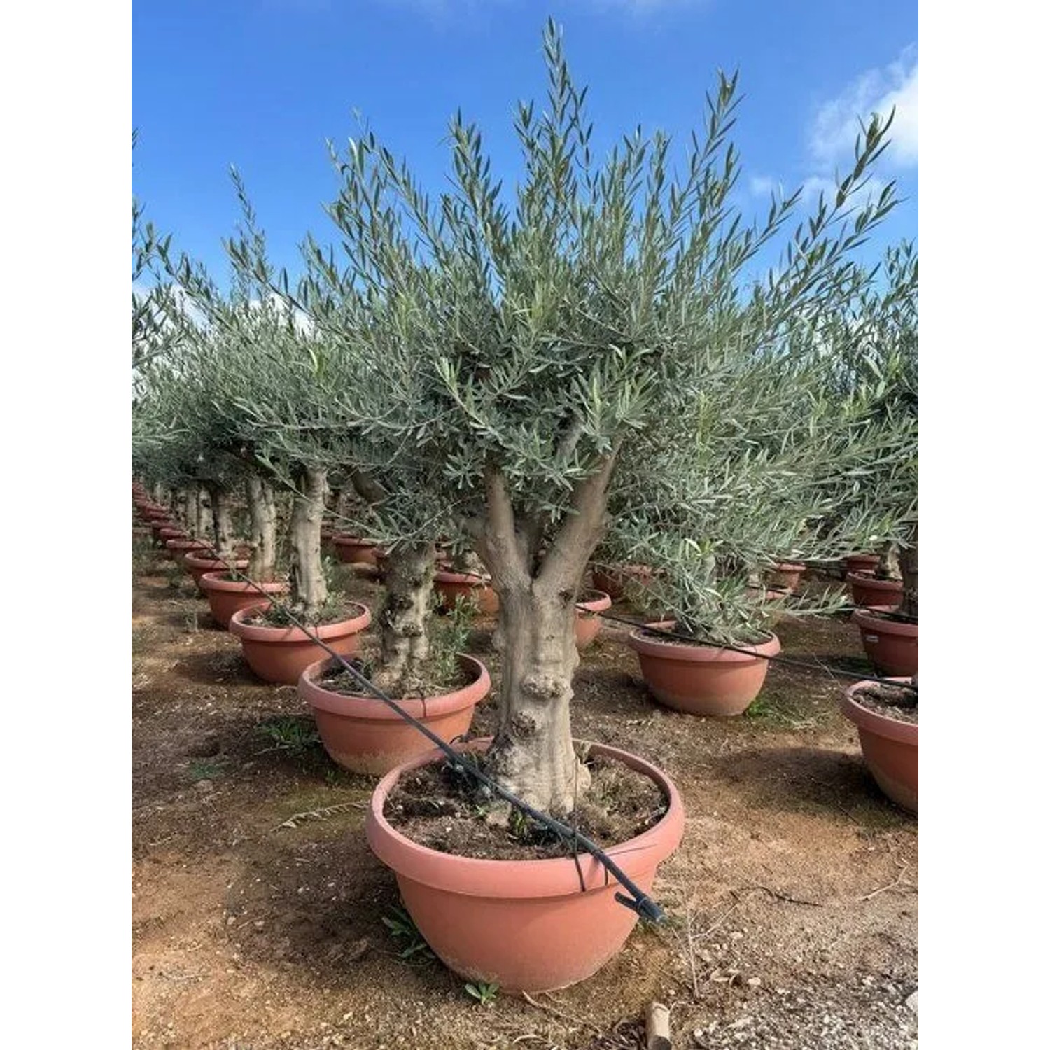 Sunny-Tree Olea Europea Winterharte Verzweigter Olivenbaum 180 cm im Decotopf 45 Jahre alt_3