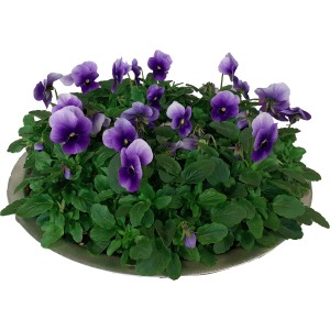 Frühlingsblüher Bellis perennis in Zinkschale mit violetten Hornveilchen, ca. 15 cm hoch.