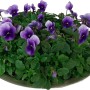 Frühlingsblüher Bellis perennis in Zinkschale mit violetten Hornveilchen, ca. 15 cm hoch.
