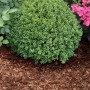 Galamio Rindenmulch Kiefer Mix unter Pflanze im Garten, braun. 60l x 12 Sack Palette.