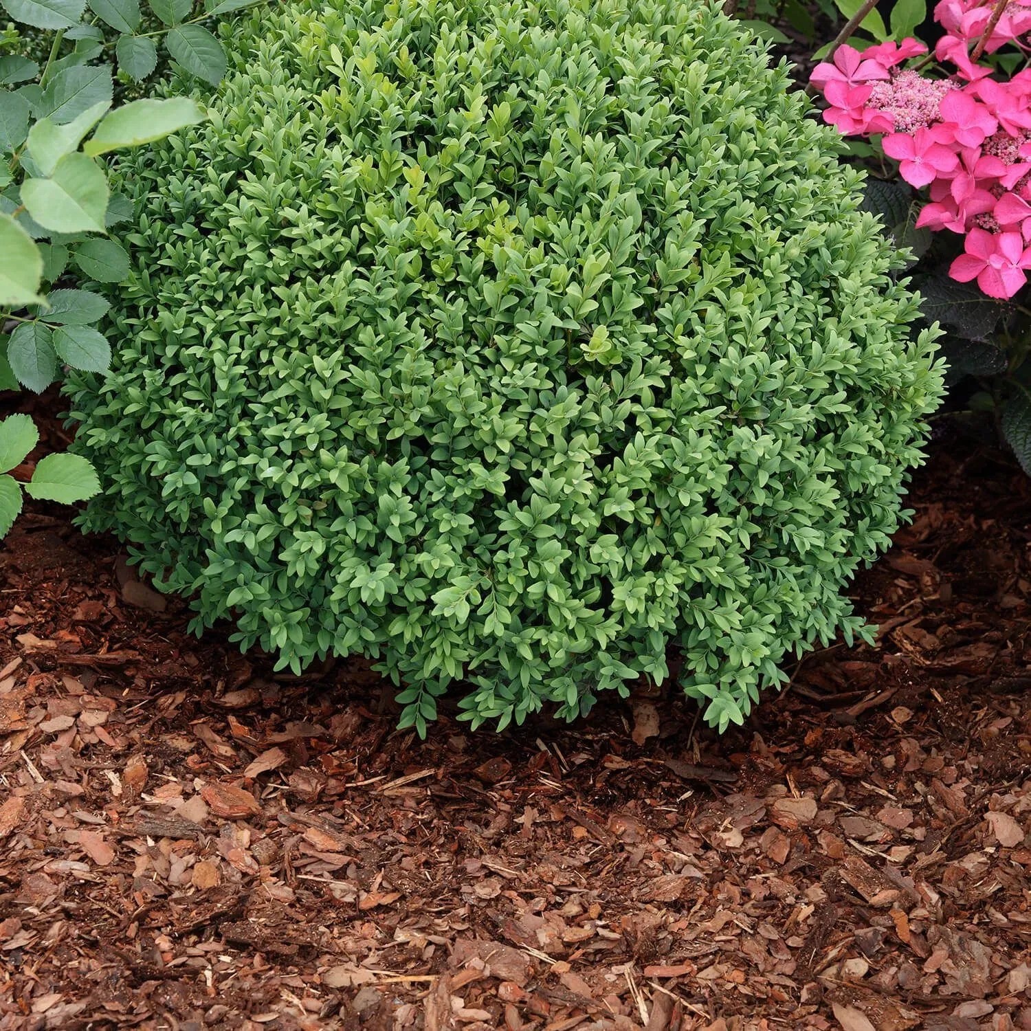 Galamio Rindenmulch Kiefer Mix unter Pflanze im Garten, braun. 60l x 12 Sack Palette.