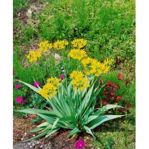 Goldlauch (Allium Moly) im 9x9 cm Topf mit leuchtend gelben Blüten.