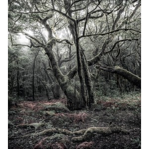 Vlies Fototapete „Das Model“ (250x280 cm) mit Waldmotiv, Bäumen und Moos.