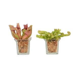 Schlauchpflanze Mix im Glasgefäß, Topf-Ø 8cm, fleischfressende Pflanze.