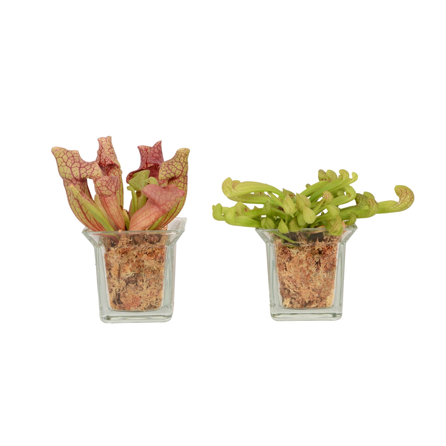 Schlauchpflanze Mix im Glasgefäß, Topf-Ø 8cm, fleischfressende Pflanze.