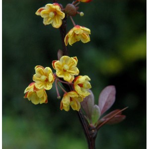 Blühende Beberitze Red Chief (Berberis thunbergii) mit gelben Blüten und roten Akzenten.