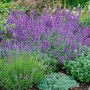 Blühende Katzenminze 'Walkers Low' (Nepeta) im Beet, lila Blüten, bienenfreundliche Staude.