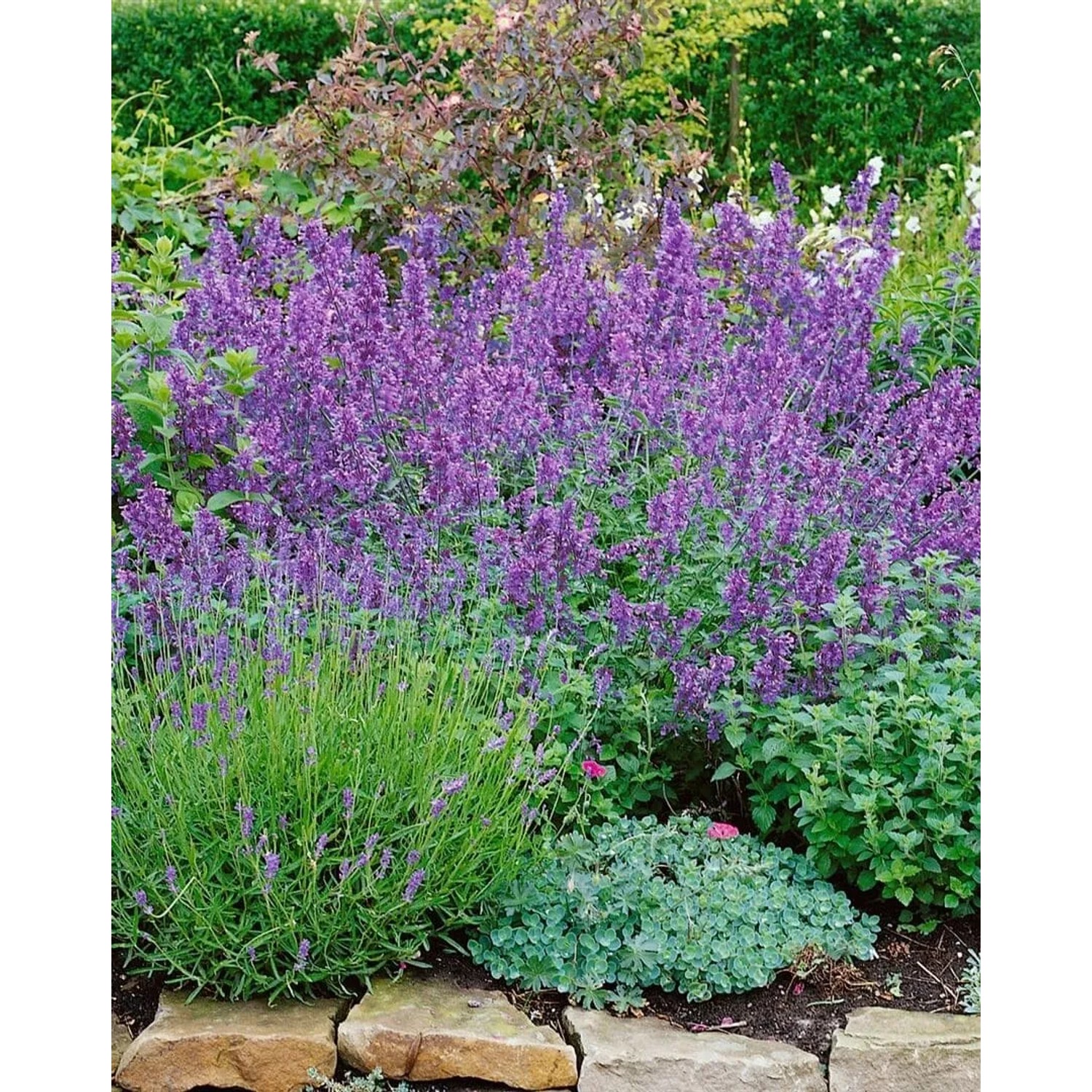 Blühende Katzenminze 'Walkers Low' (Nepeta) im Beet, lila Blüten, bienenfreundliche Staude.